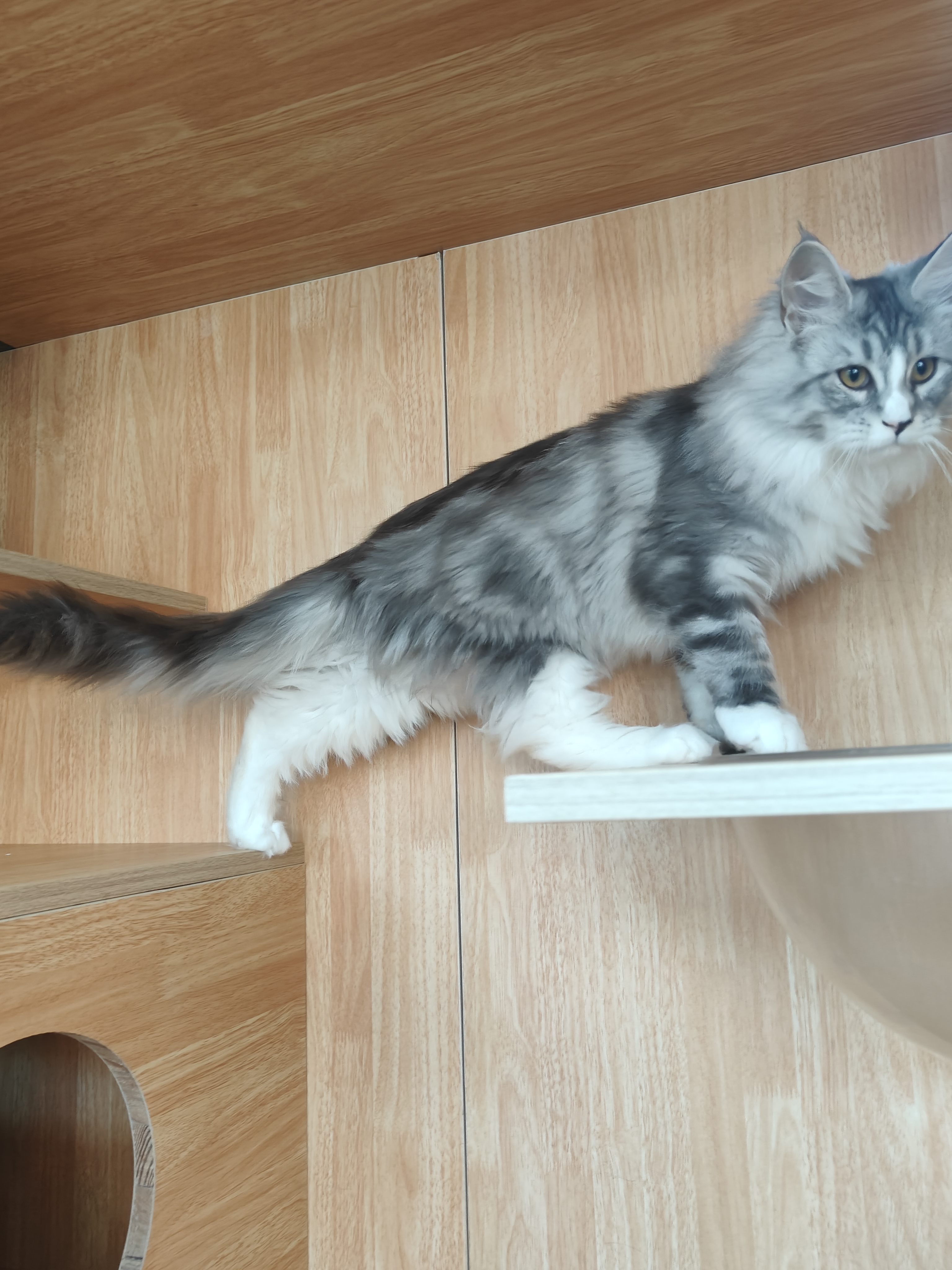 缅因猫银虎缅因猫妹妹无病无藓疫苗齐全包健康价格不贵大体型性格好